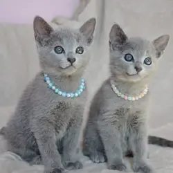 Russian Blue Kittens