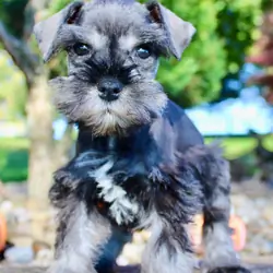 Teddy Male AKC Mini Schnauzer