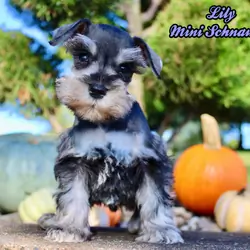 Lily Female AKC Mini Schnauzer