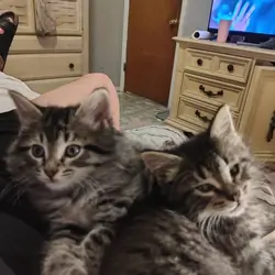 Adorable Maine Coon kittens seeking new families
