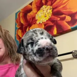 Pure Great Dane Puppies