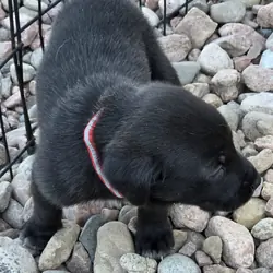 Golden Pyrenees/Weimaraner Mix Puppies