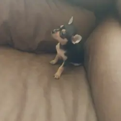 Puppy