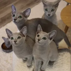 Russian blue kitten
