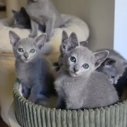 Russian blue cat