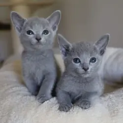 Russian blue kitten