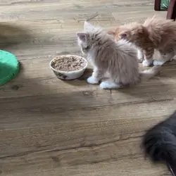 Maine Coon kittens