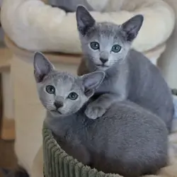 Lovely Russian blue kitten