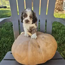 Cocker Spaniel