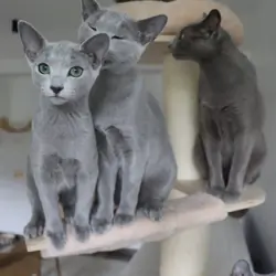 Affectionate Russian blue kitten