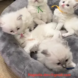 Ragdoll Kittens - Male and Females