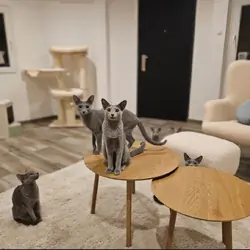Russian blue