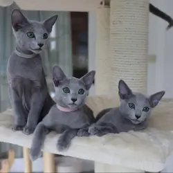 Home Raised Ragdoll Kittens.