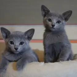 Pet Russian blue kitten