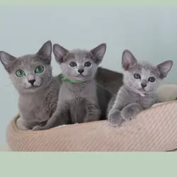 Adorable Russian blue kitten