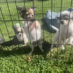Long hair chihuahua puppies