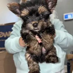 Teacup yorkies