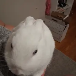 Bunny