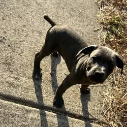 Cane Corso puppies