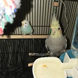REHOMING Young cockatiel and parakeet