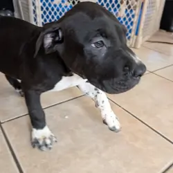American staffordshire terrier