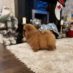 well trained Chow Chow puppies