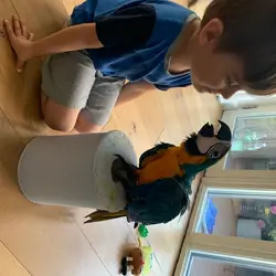 Talking healthy Macaw Parrots available