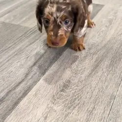 Dachshund