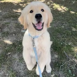 10 week week old golden retriever