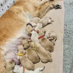 Meet our outstanding litter of Retriever puppies!