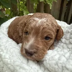 Puppy