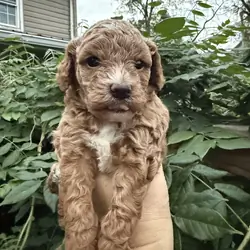 Puppy