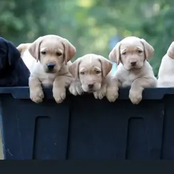 Labrador Retriever Puppies