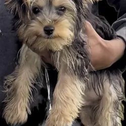 Adorable Male Yorkshire Terrier Puppy 13 Weeks Old