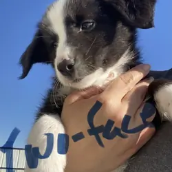 Australian shepherds