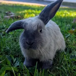 Mini Lop Bunny-Holly