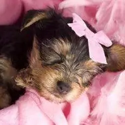 Puppy