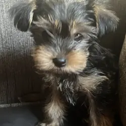 Puppy