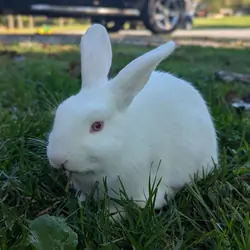 Dutch Mini Lop Rabbit
