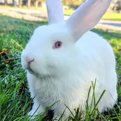 Mini Lop Rabbit