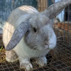 Dutch Mini Lop Bunny-Cory