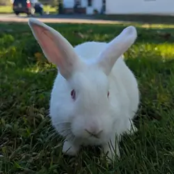 Dutch Mini Lop Bunny-Percy