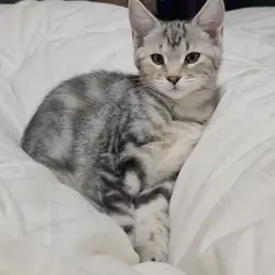MAINE COON mix kittens