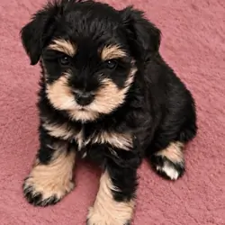 AKC Miniature Schnauzer