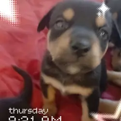 Mini German rotties