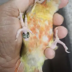 Green Cheeked Conure