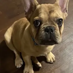 French bull dog
