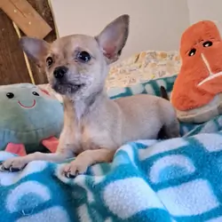 Pepito