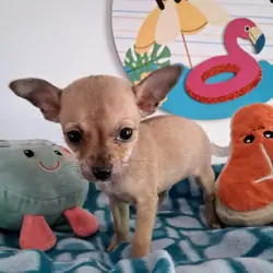 Pepito