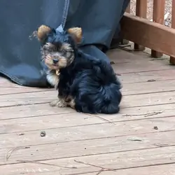 Yorkshire Terrier
